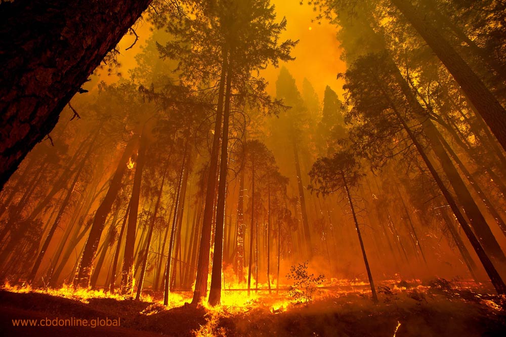 hemp construction california wildfires building fire retardant
