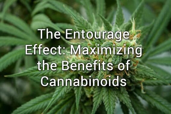 Entourage Effect of CBD and Cannabis