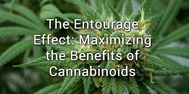 Entourage Effect of CBD and Cannabis