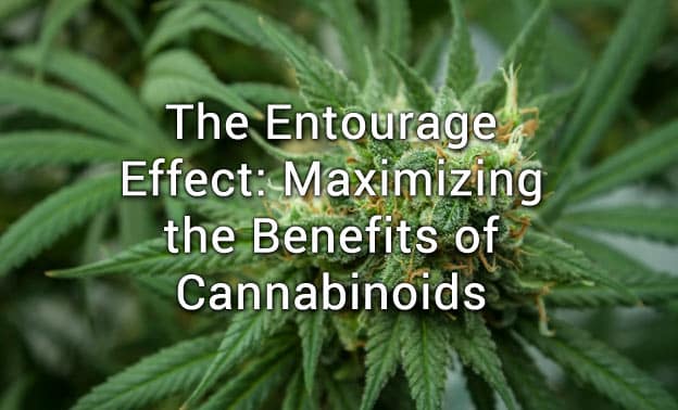 Entourage Effect of CBD and Cannabis
