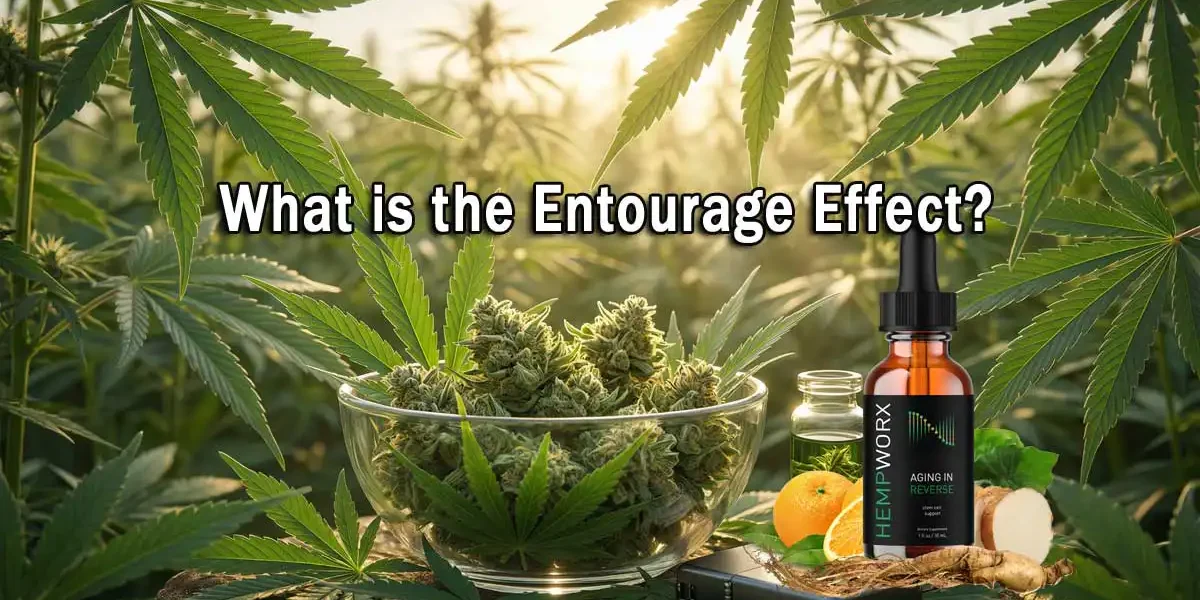 what-is-the-entourage-effect