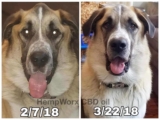 HempWorx Dog Testimonial