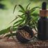 Thinking About Starting a CBD Business? Here’s How to Break In to the Market!